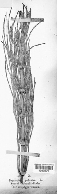 Image of Equisetum palustre
